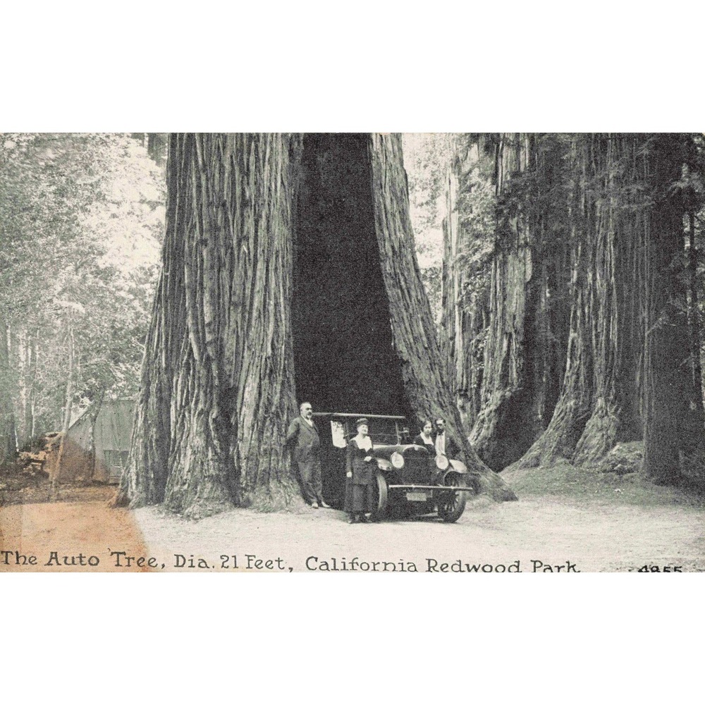 Vintage The Auto Tree California Redwood Park Postcard Pacific Novelty Co 4855